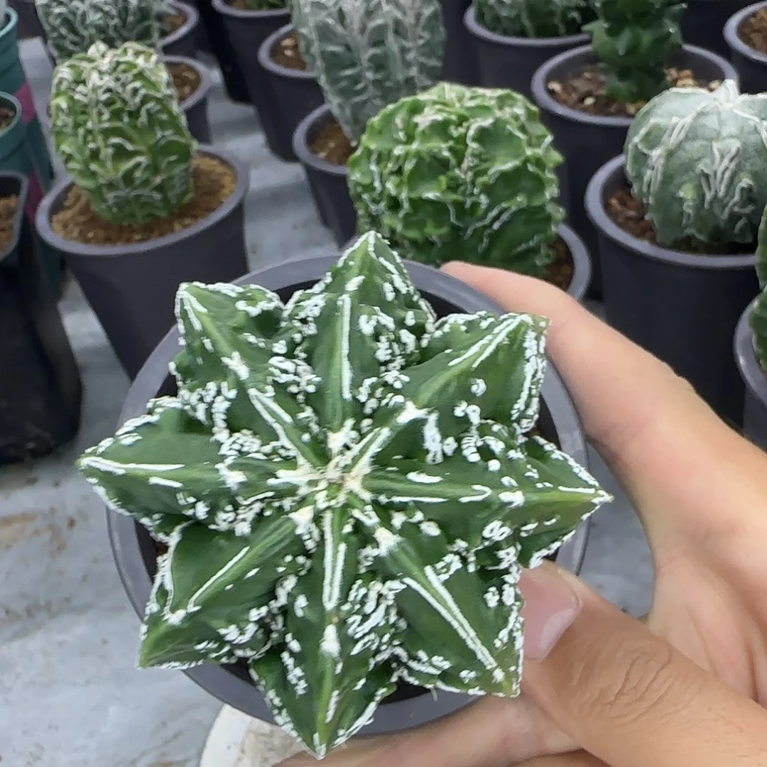 核桃鸾凤玉实生根031