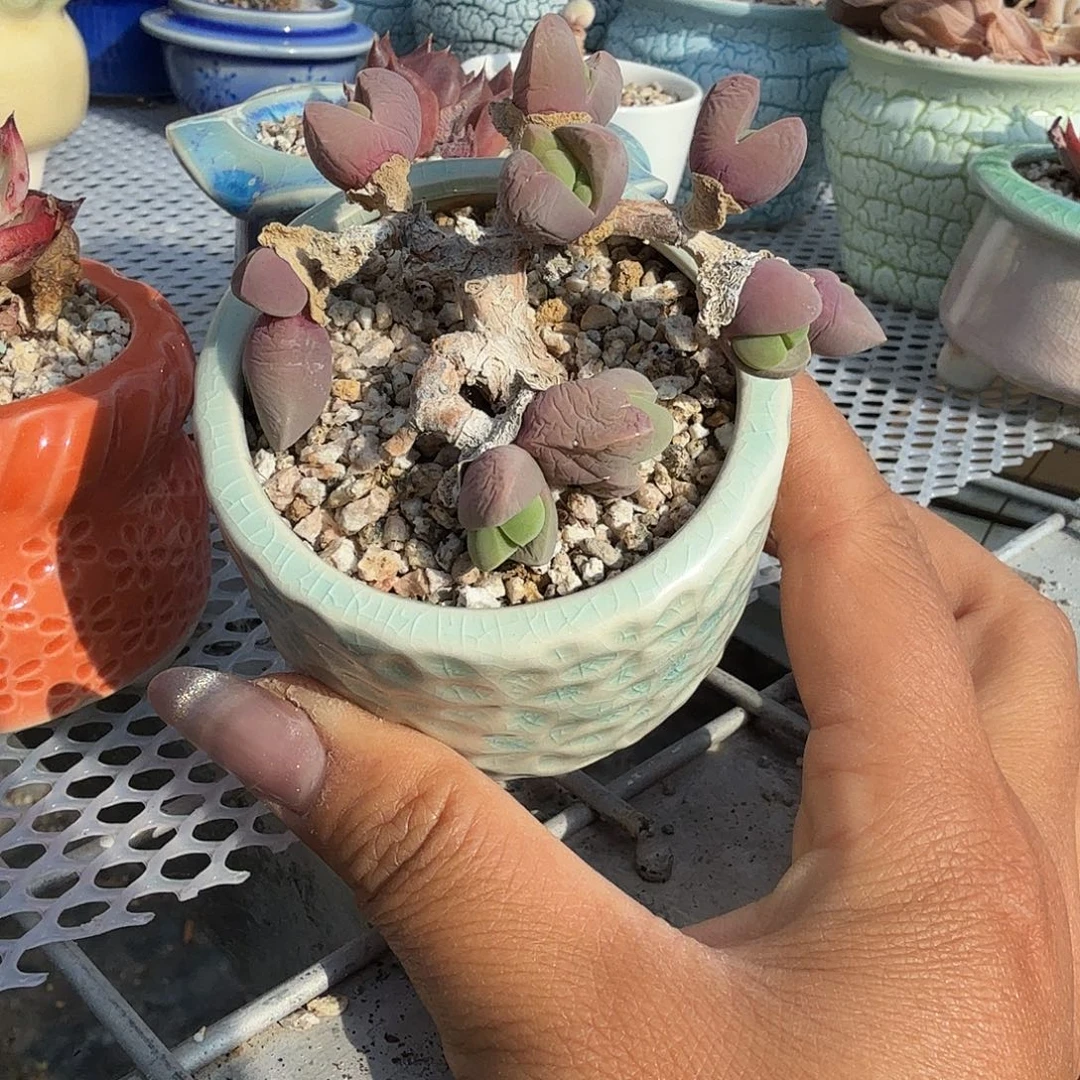 用***5无比玉开花带盆多肉