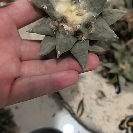 苍***陈一物一拍，实生仙人球31号