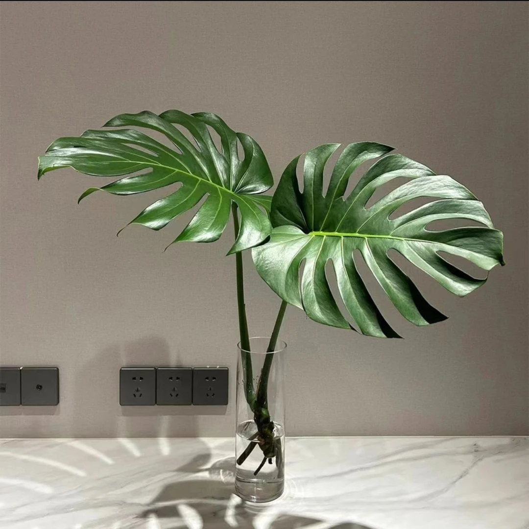 （买一送一）龟背竹老桩水培绿植办公室客厅阳台四季常大型开背植物