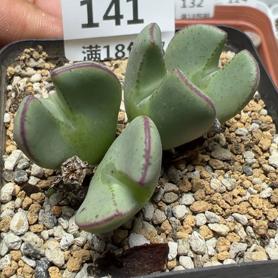 【闪购商品】 141。