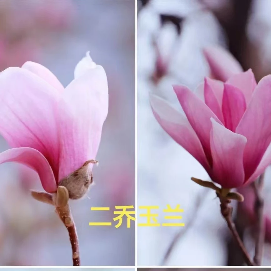 二乔玉兰花树苗盆栽带花苞玉兰庭院园林绿化花卉植物