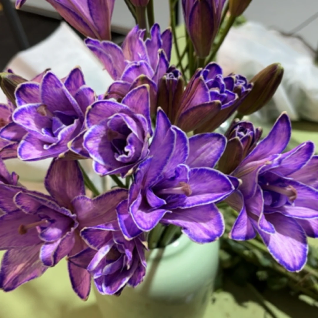 紫精灵重瓣亚百合（直播间展示为准/任意两单升级快递）