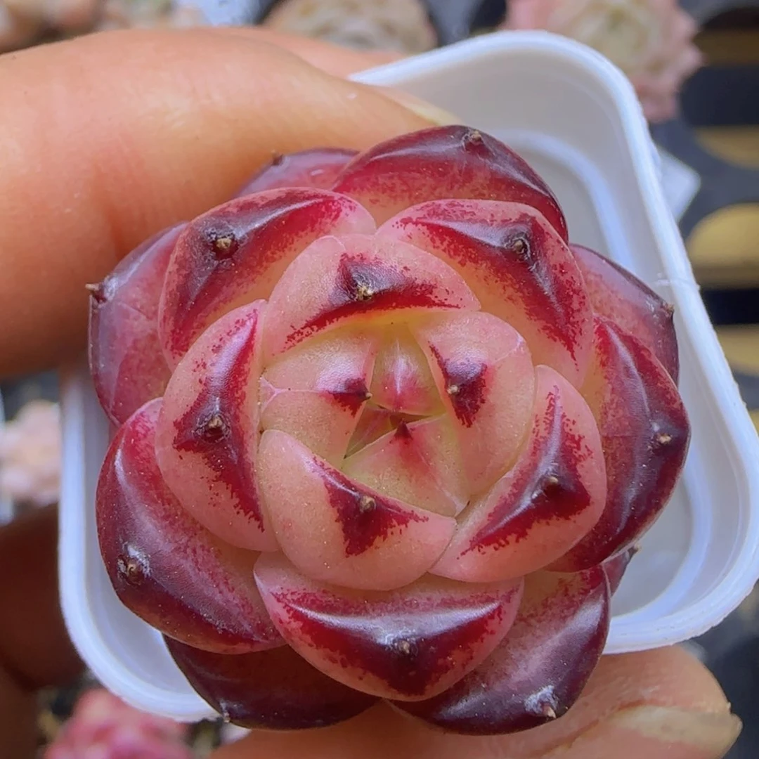 麦秆精控优选一颗红火