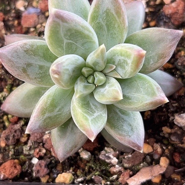 美人特价一物一拍拍