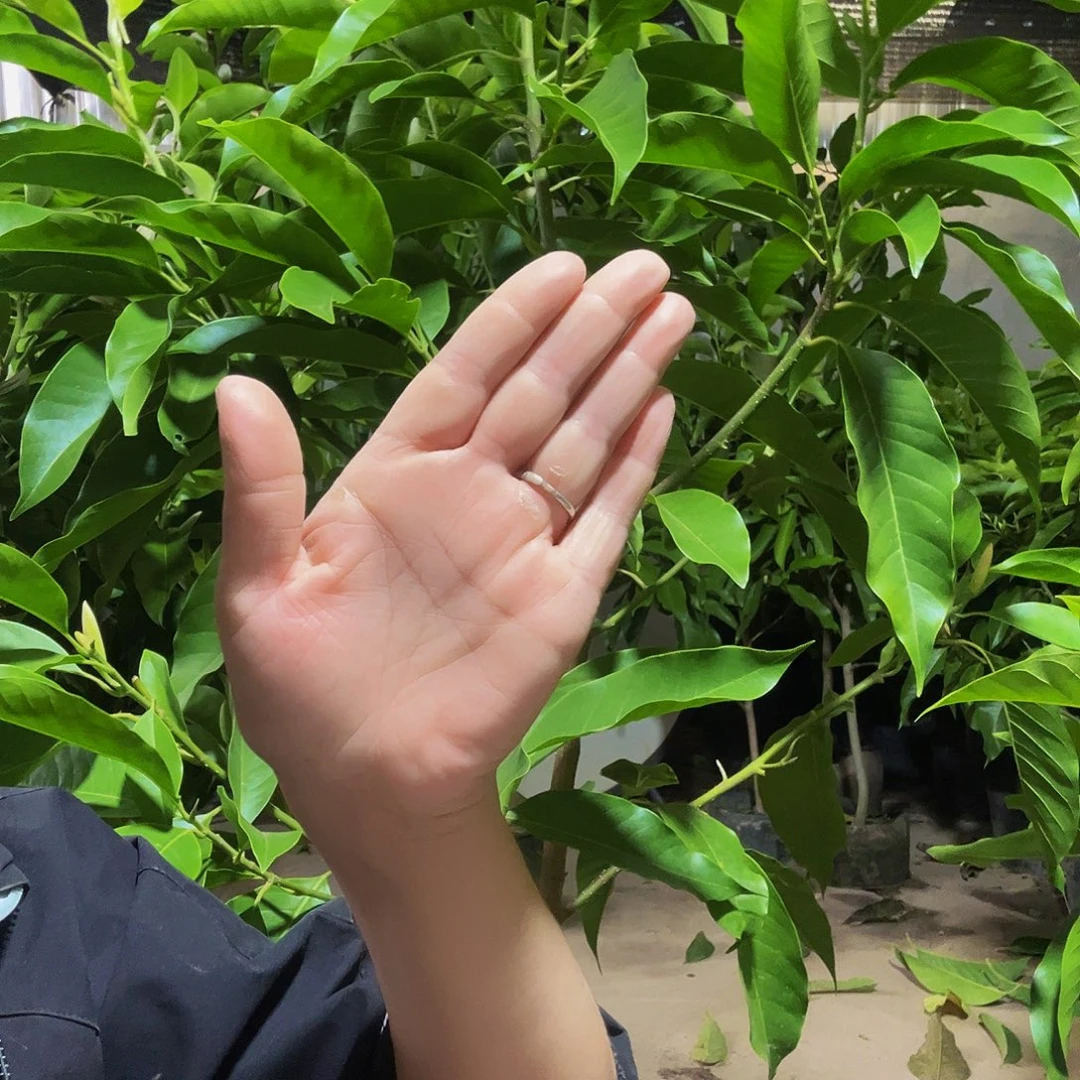 完全开放白兰95白兰95块钱