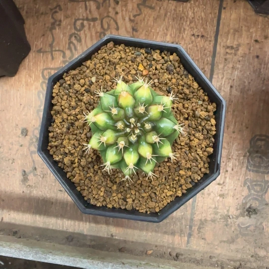 泰系名品侧芽拿玻璃艺术