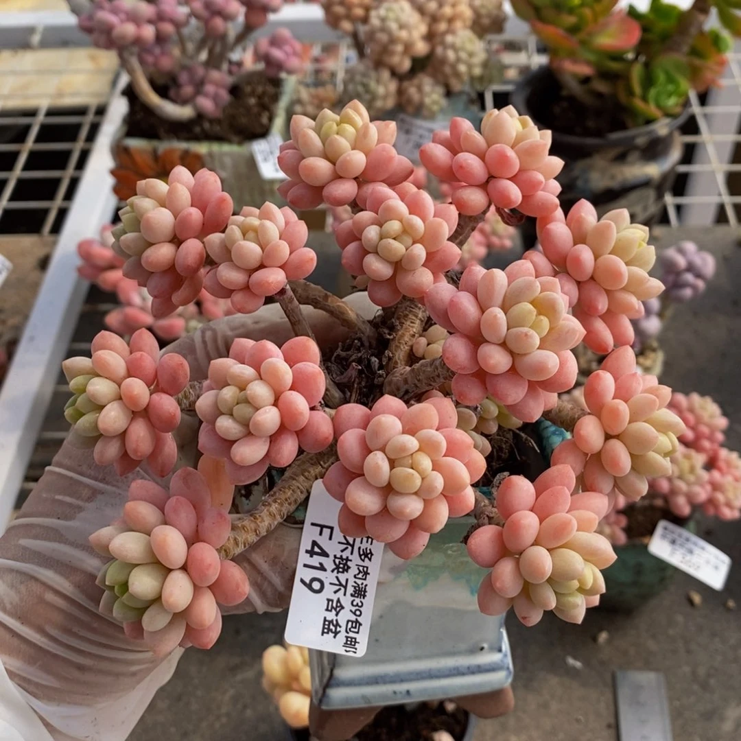 鱼子酱419/13cm多肉