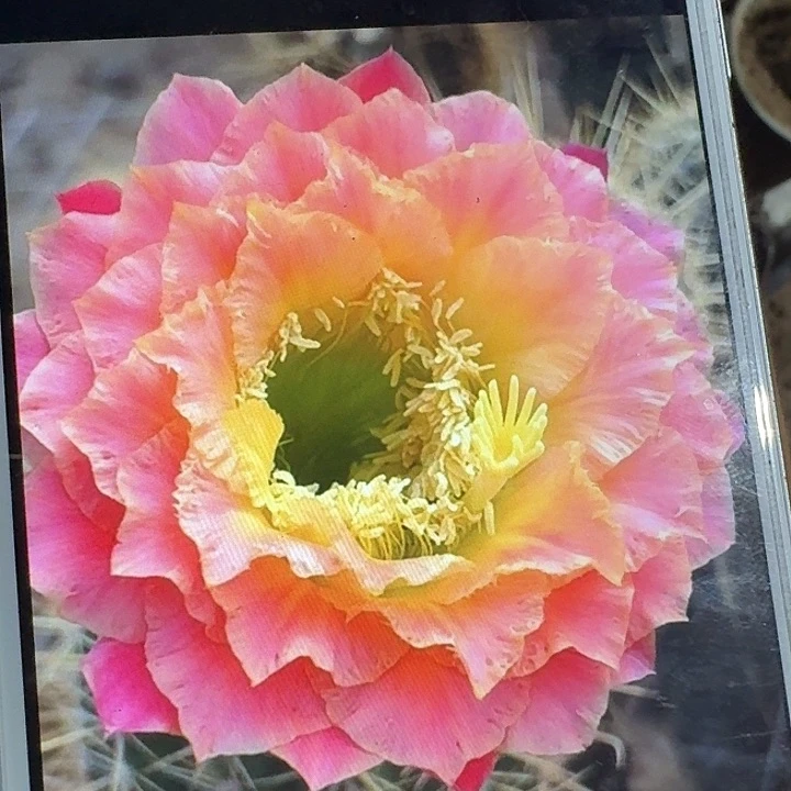 超级大满贯侧芽5公分毛花柱