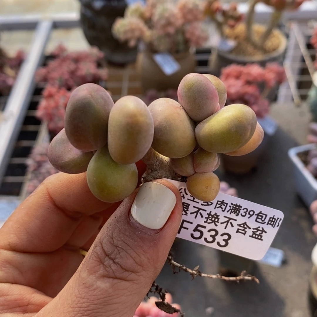 宝**了芒果奶酪金蟾kk奶533/6c m