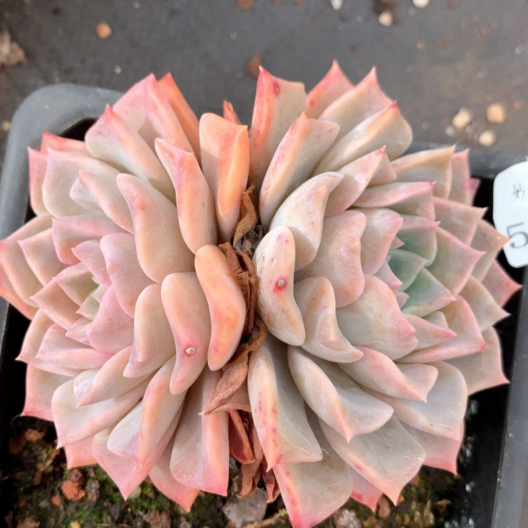 5476杂交多肉植物