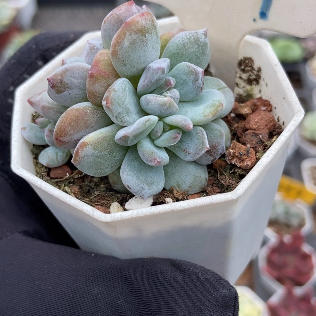 1009石化星影多肉植物