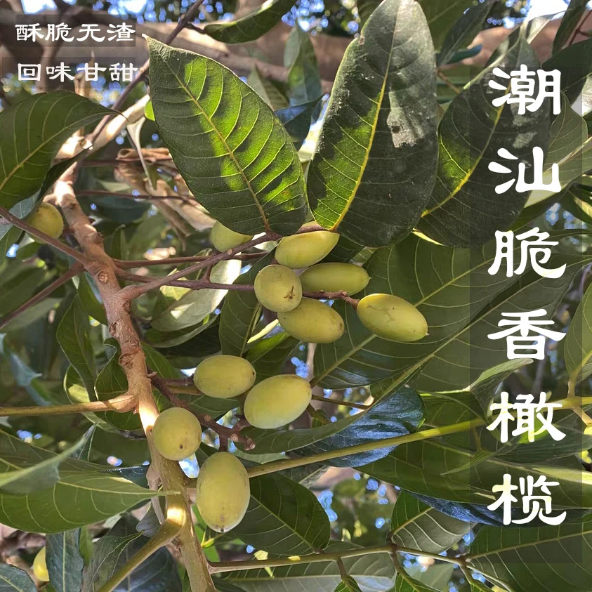 【濠妈严选】金灶正老树灵峰橄榄