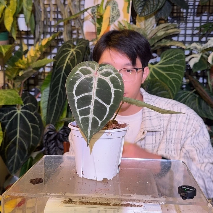完全开放L125  红水晶