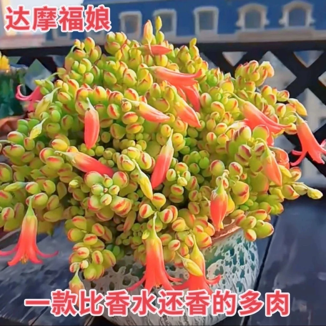 【满9.9包邮】达摩福娘8cm盆多肉植物以直播间展示为主