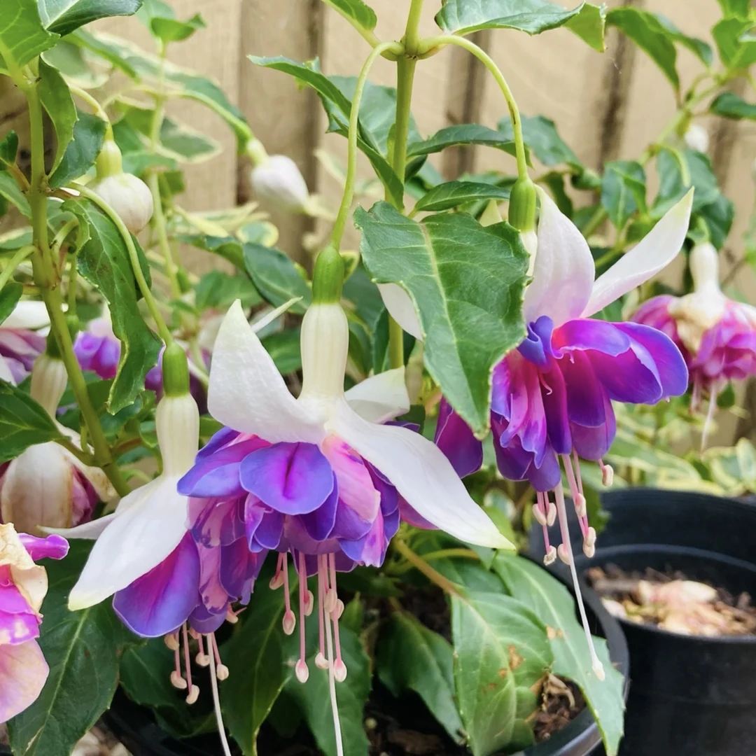 倒挂金钟【紫衣仙子】盆栽庭院阳台爆花强花卉新手易养护生花苞发货