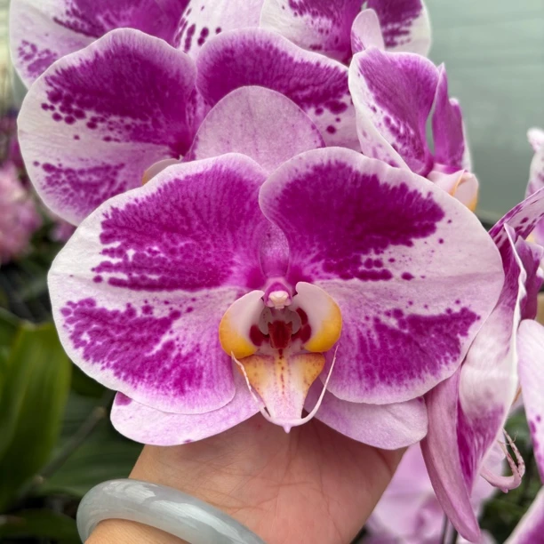 【彩虹熊猫 带花剑】3.5寸精品高端蝴蝶兰苗