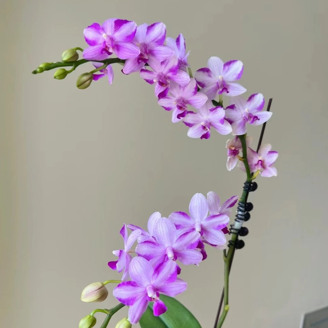 蝴蝶兰【紫水晶】2.8寸杯带花带花苞  有香味