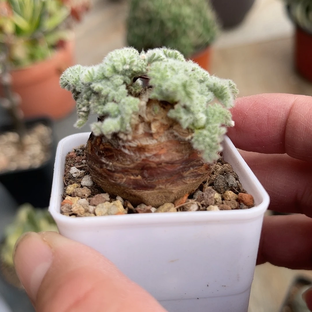 实生羽叶洋葵块根一物一拍