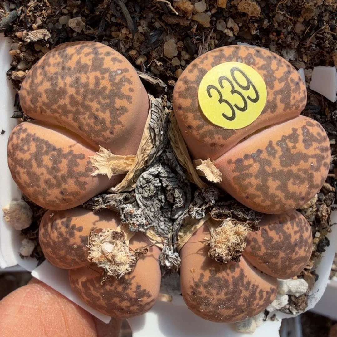 ぃ**迪多肉植物多肉植物多肉植物