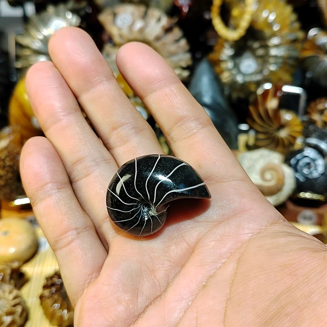 蝎***紫石材黑色鹦鹉螺化石吊坠