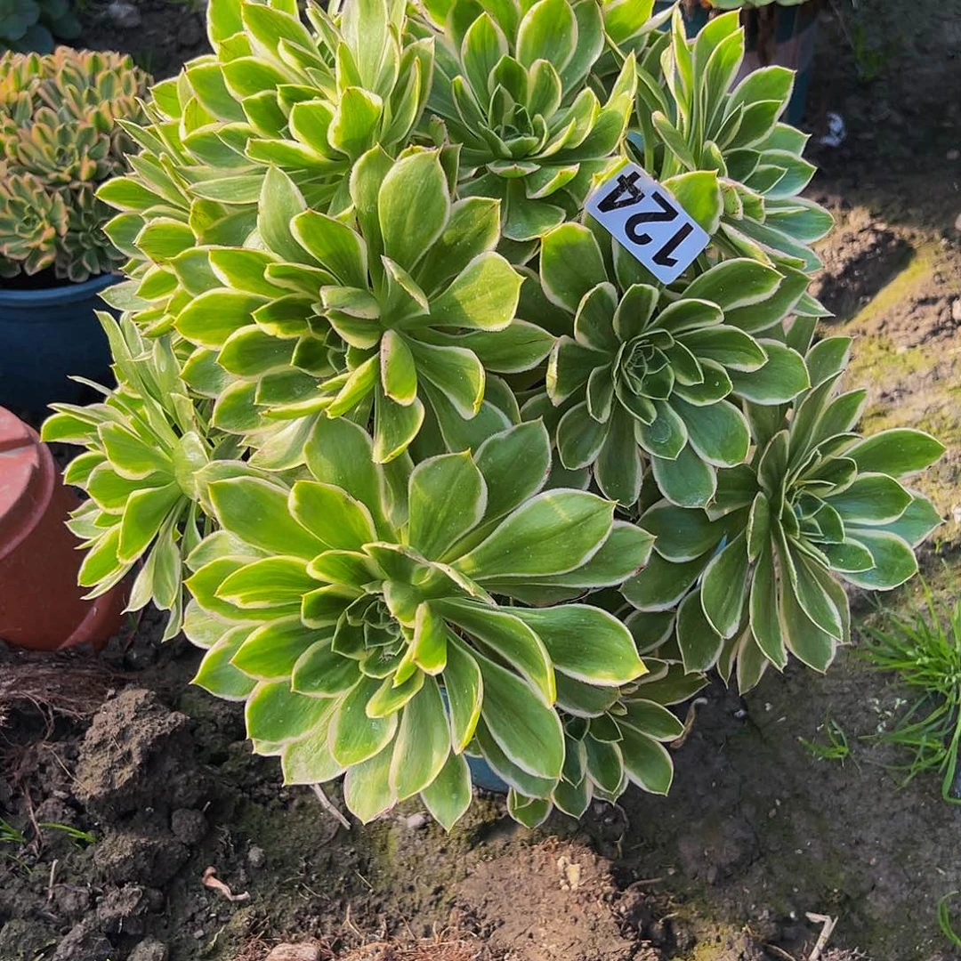 大叶法师13–7包邮法师