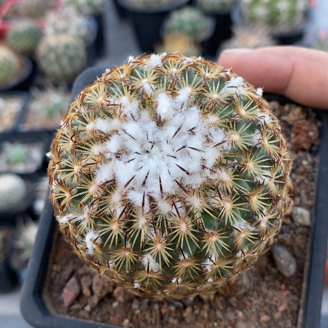 植播园艺伊莎贝拉