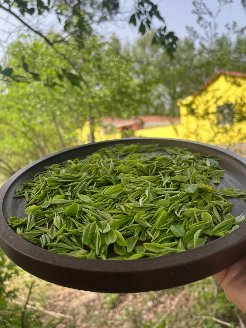 2025年春茶鲜叶乘马岗荒野茶农家自採鲜叶手工（散装称重介意勿拍）