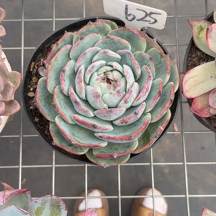 模***可晨语多肉一物一拍惊鸿娃娃625