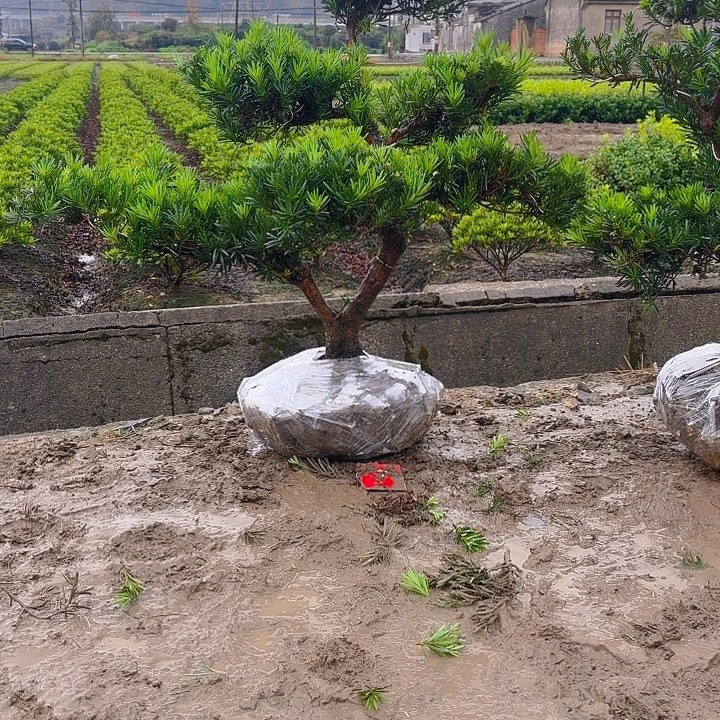 无花朵罗汉松罗汉松小叶确舍罗汉松