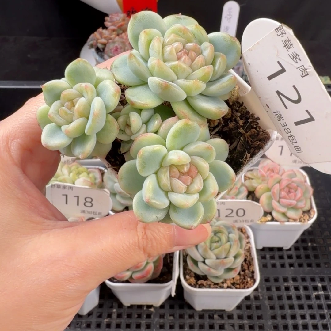 财富密码a四头群121号