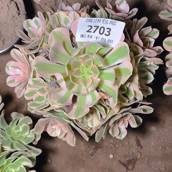 2703粉女巫多肉植物
