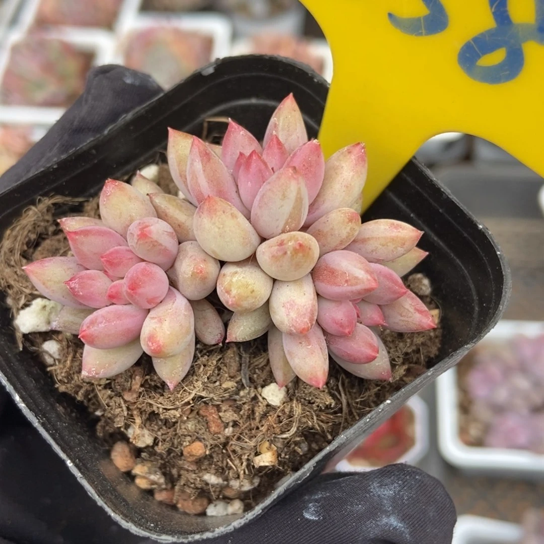 858虞美人多肉植物保护