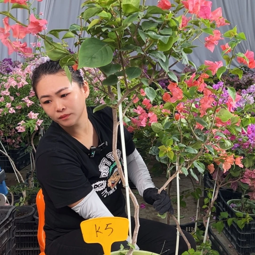 慧***界大部分花苞少量开放K5夕阳红