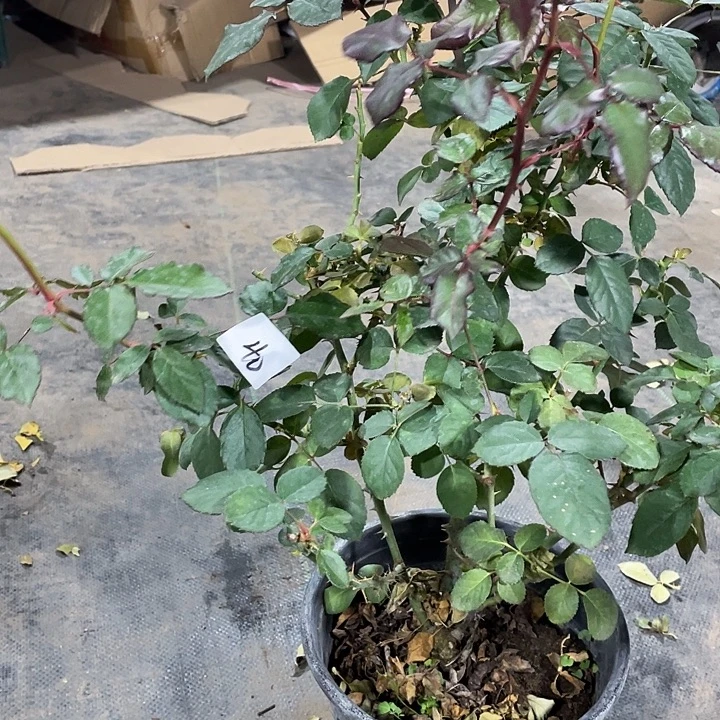 当前无花朵，栽培后可花朵卡巴酷巴拉