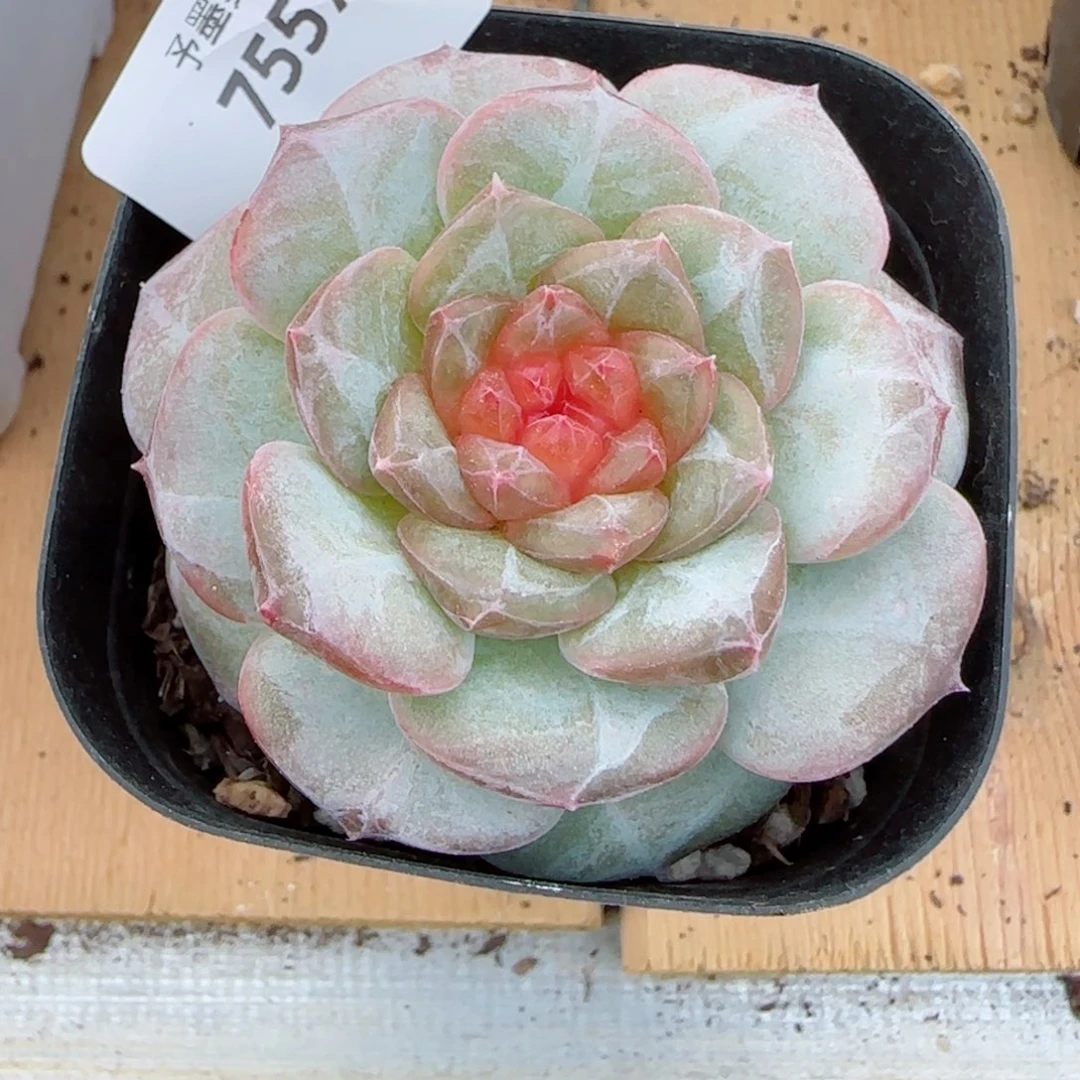 红莓，7557多肉植物