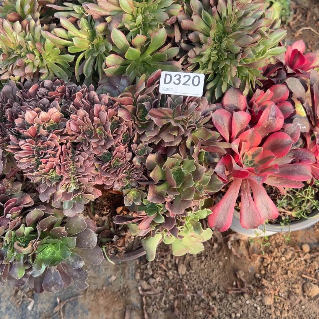 320三颗组合多肉植物法师