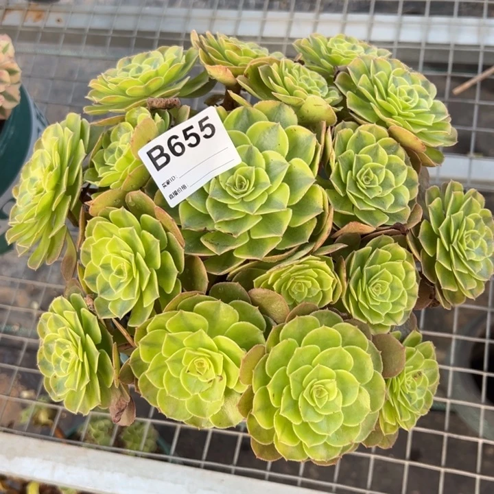 655雨荷23厘米左右