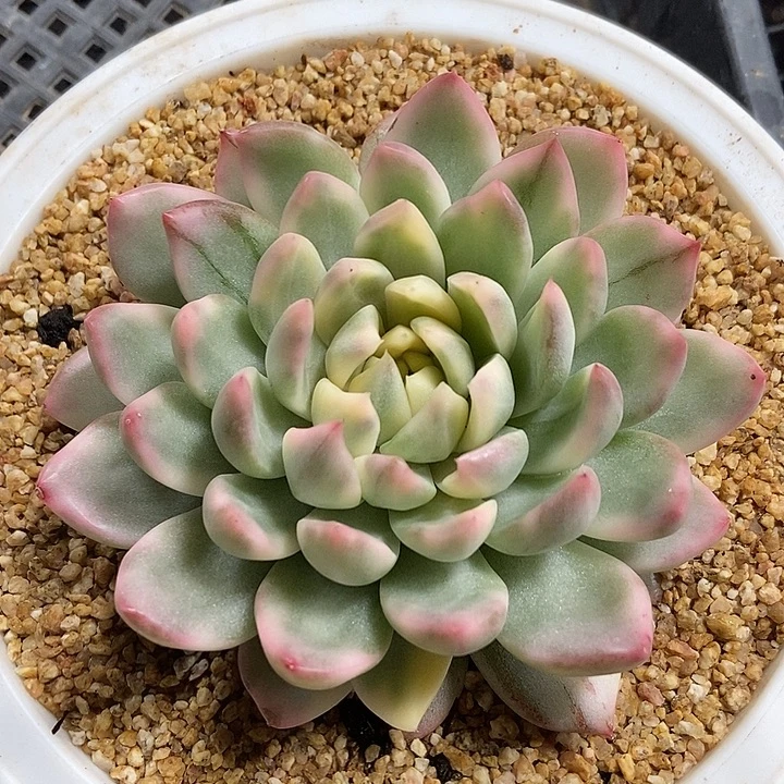 冰心公主锦多肉植物