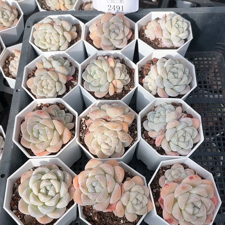 薇薇安园艺多肉2491