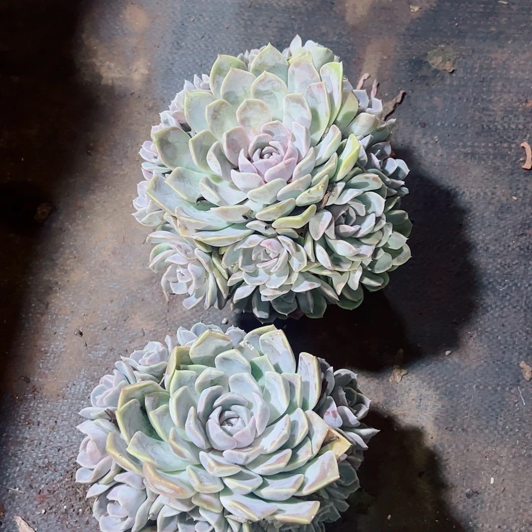 （***）汉堡2颗一起，多肉植物
