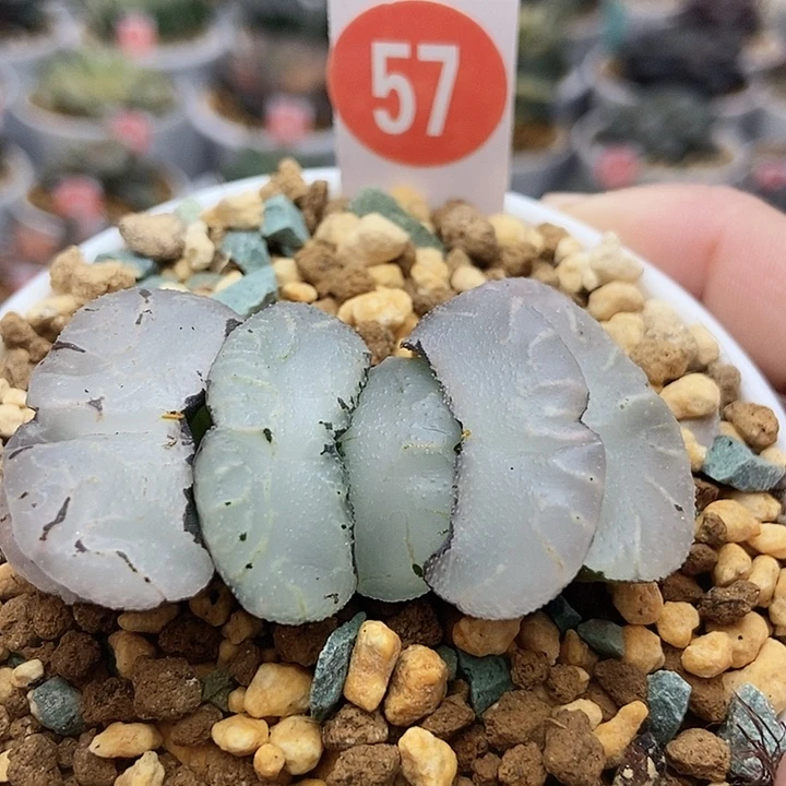 57旷月巨大化1111