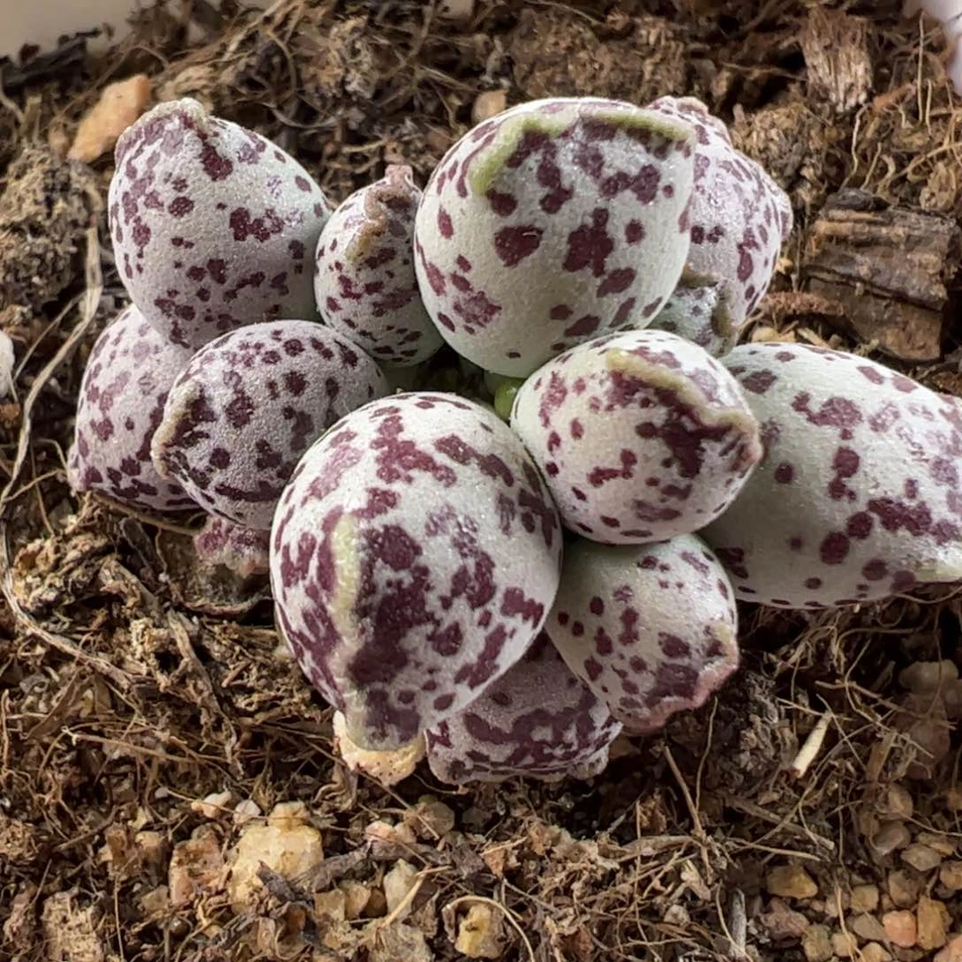 达摩海豹小型种多肉植物