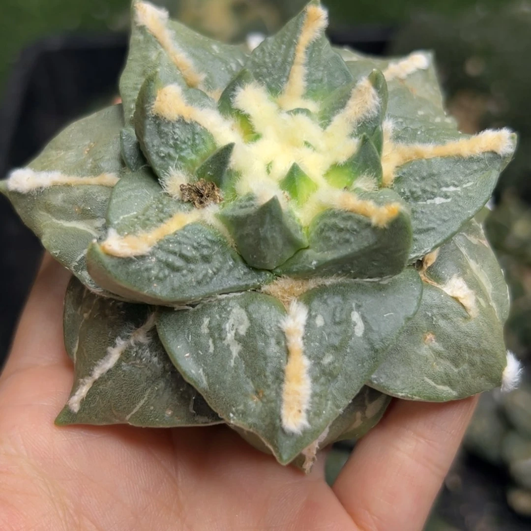 茗****上94 有根 仙人球的世界杯