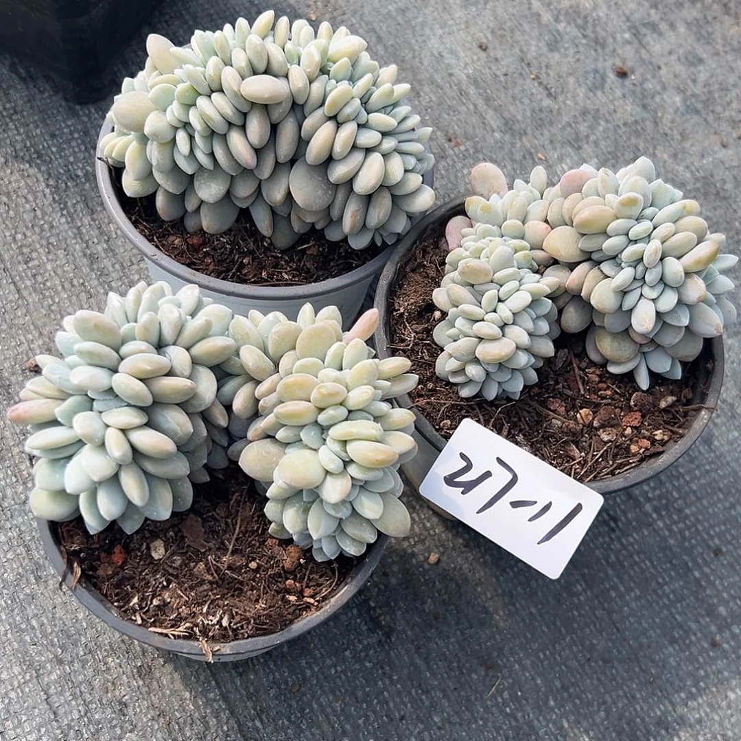 217-11粉兔缀多肉随机