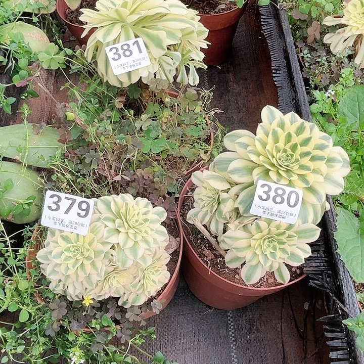 E****°380-381-382三颗