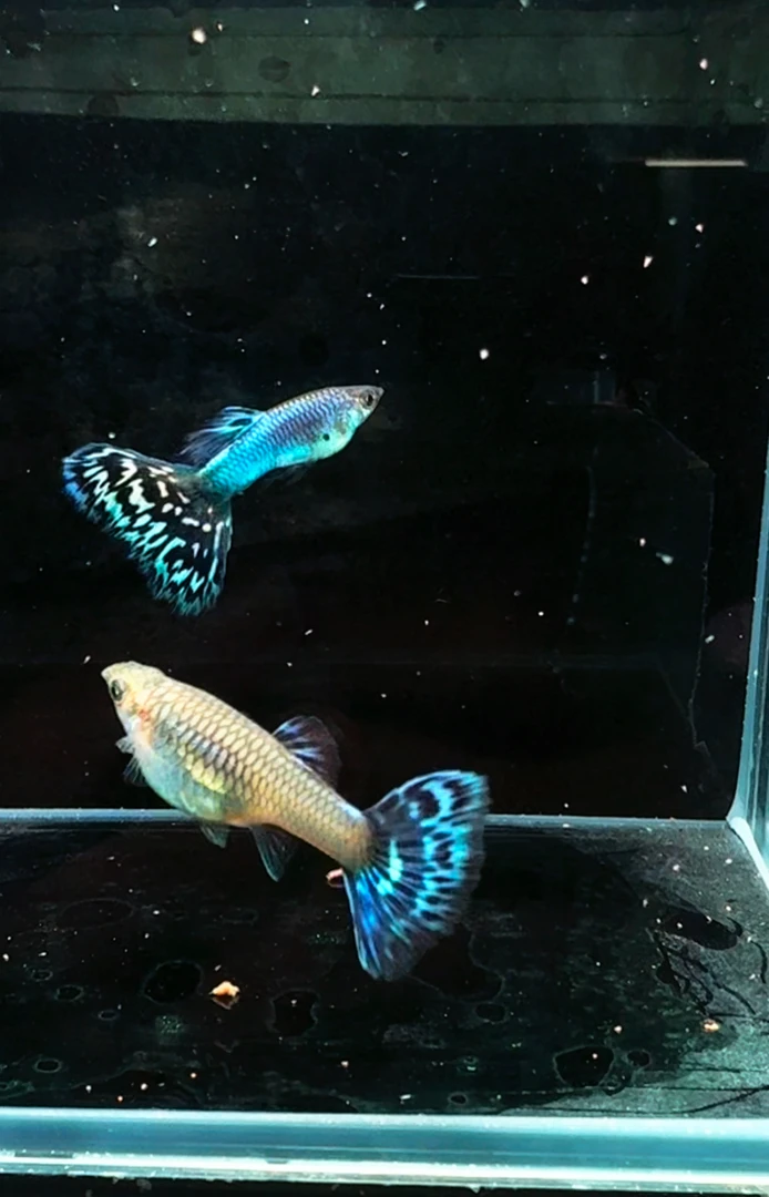 精品新加蓝马赛克孔雀鱼