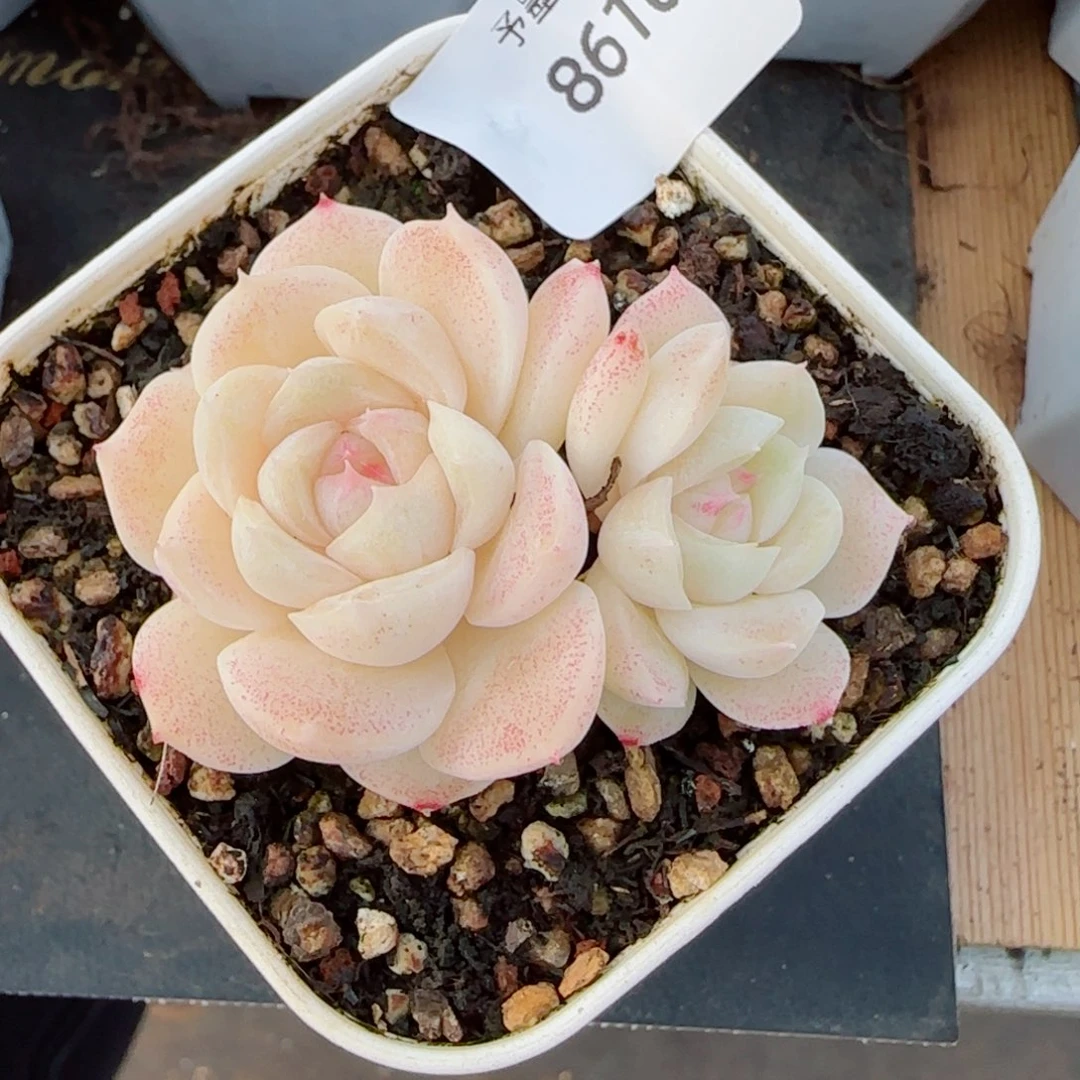 孤月珍妮，8610多肉植物