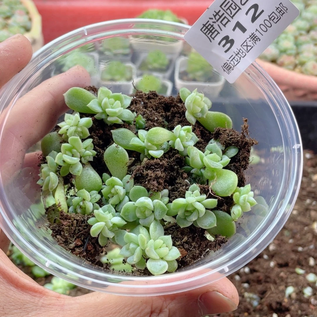 泼天财富一物一拍312