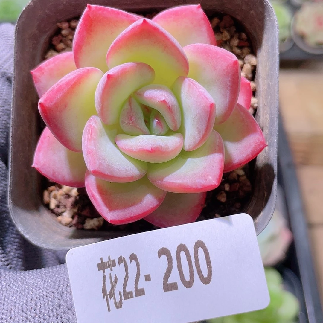 花利美22-200草莓泡芙